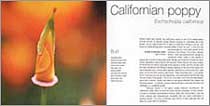 Carol Sharp - Bud to Seed