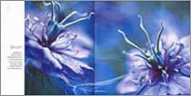 Carol Sharp - Bud to Seed